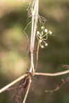 Carolina grasswort